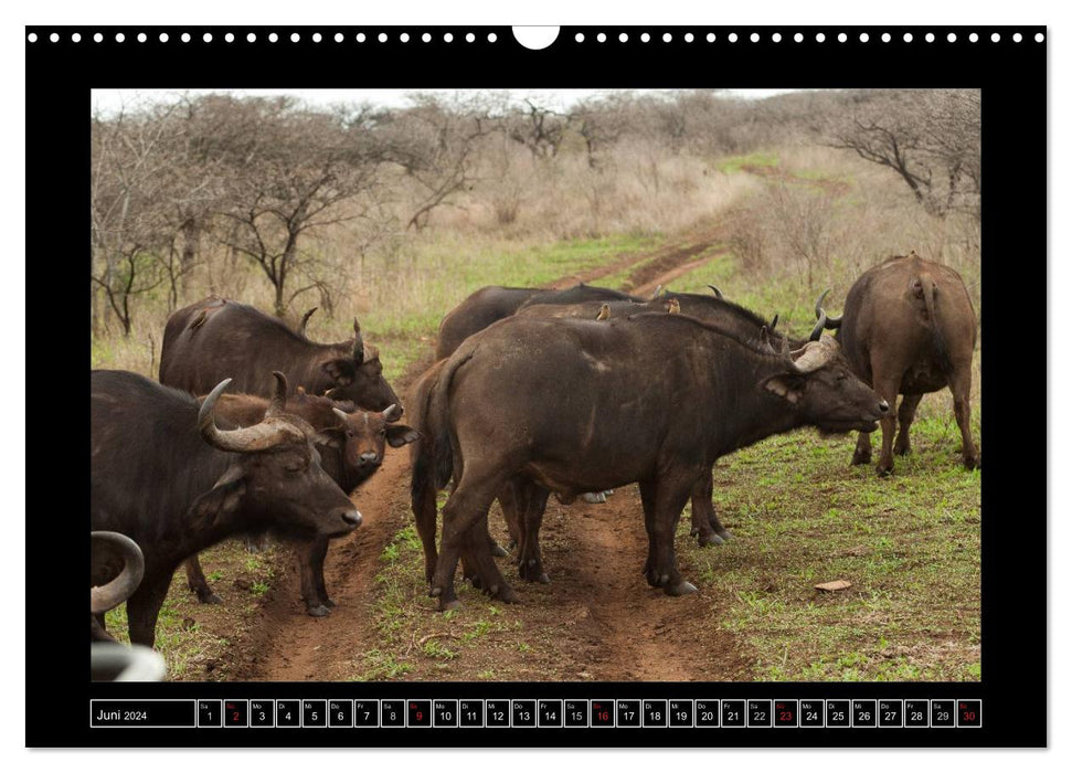 Buffalo (CALVENDO wall calendar 2024) 