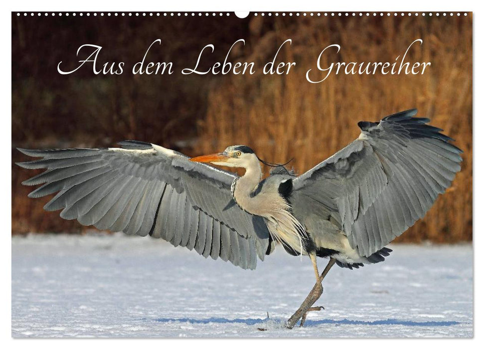 From the life of gray herons (CALVENDO wall calendar 2024) 