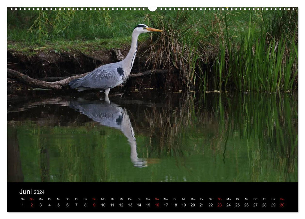 From the life of gray herons (CALVENDO wall calendar 2024) 