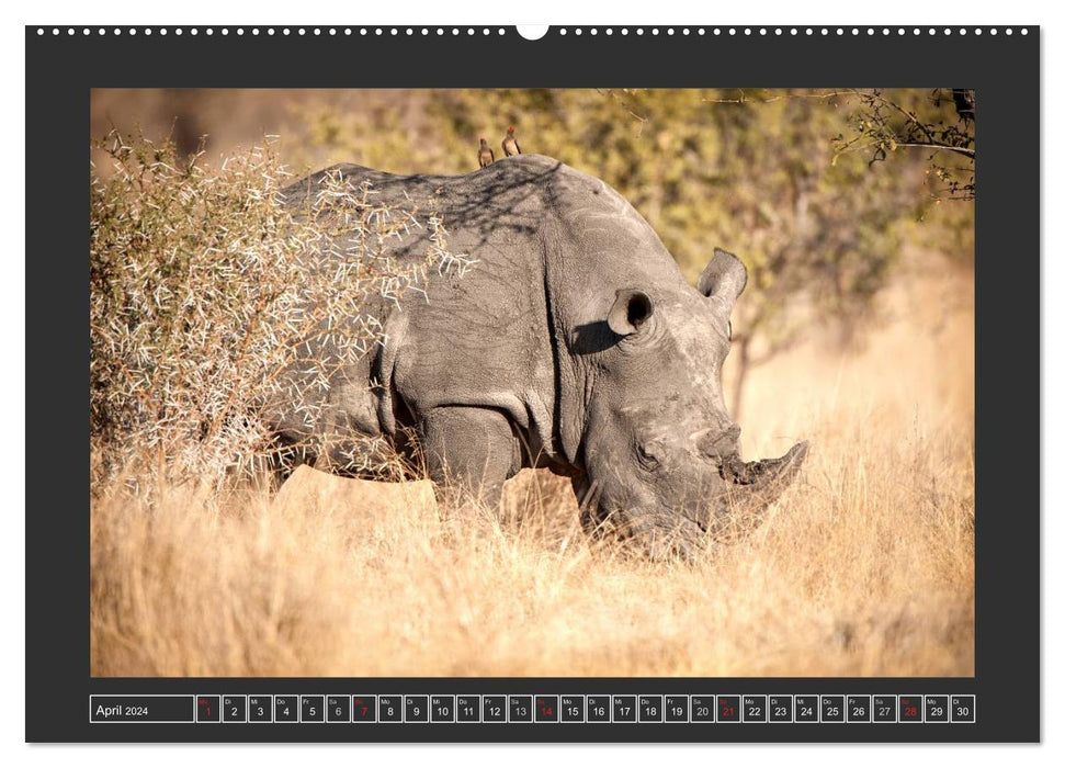 Le rhinocéros blanc (Calendrier mural CALVENDO Premium 2024) 