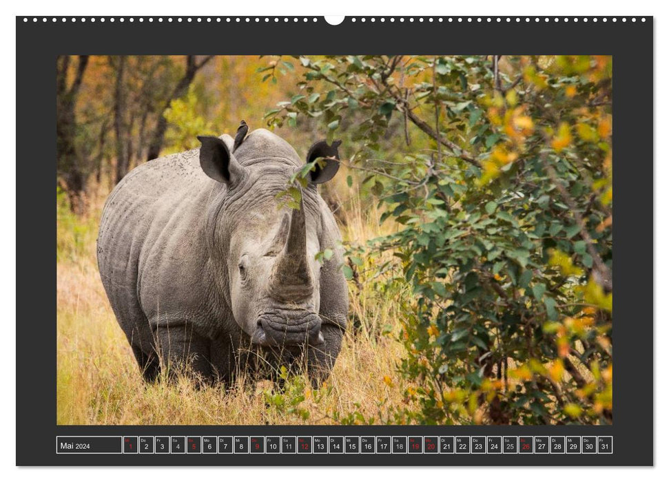 Le rhinocéros blanc (Calendrier mural CALVENDO Premium 2024) 