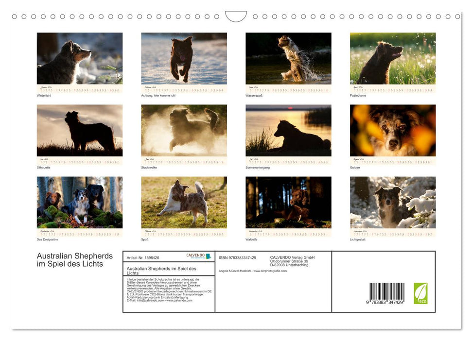 Australian Shepherds in the game of light (CALVENDO wall calendar 2024) 