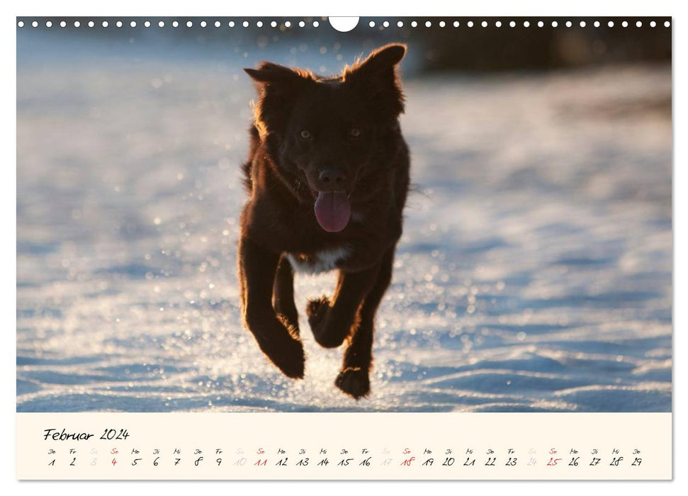 Australian Shepherds im Spiel des Lichts (CALVENDO Wandkalender 2024)