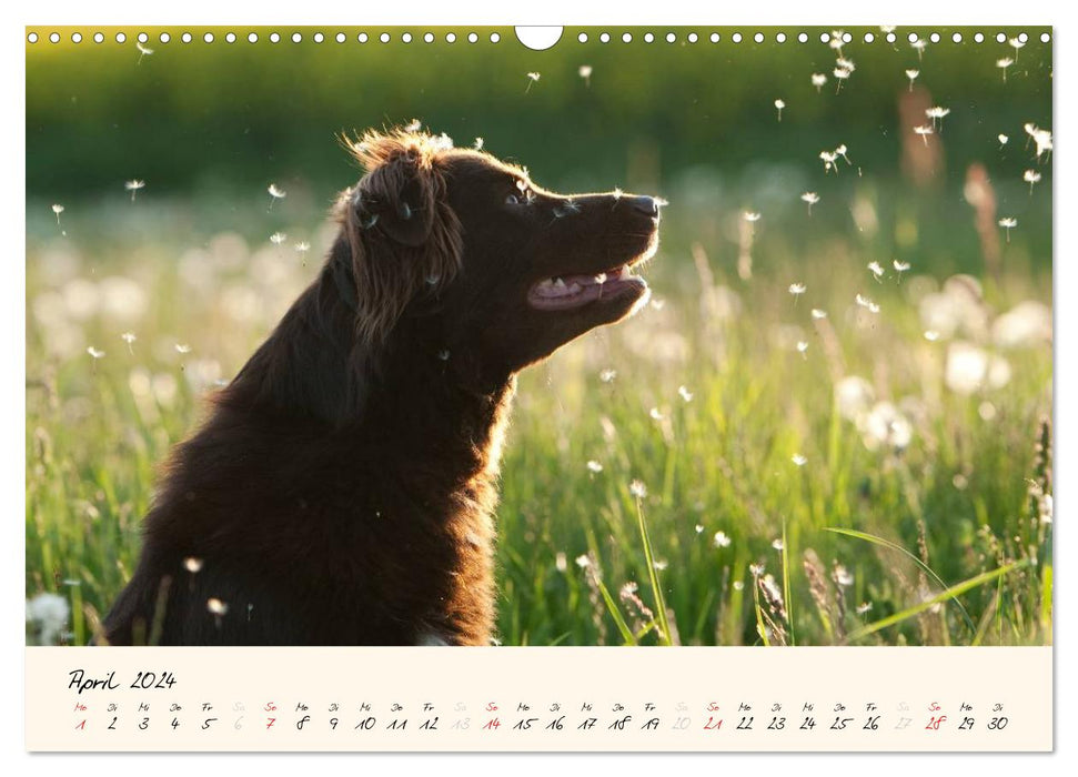 Australian Shepherds in the game of light (CALVENDO wall calendar 2024) 