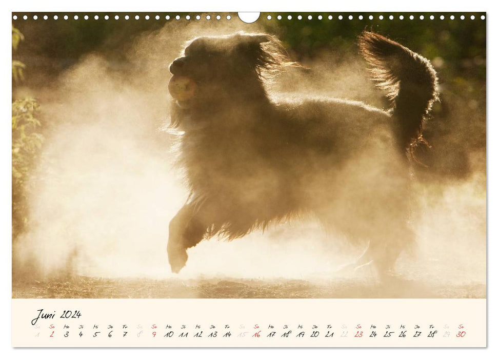 Australian Shepherds in the game of light (CALVENDO wall calendar 2024) 