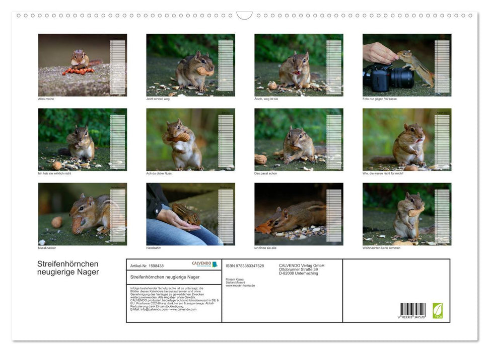 Chipmunks - curious rodents (CALVENDO wall calendar 2024) 