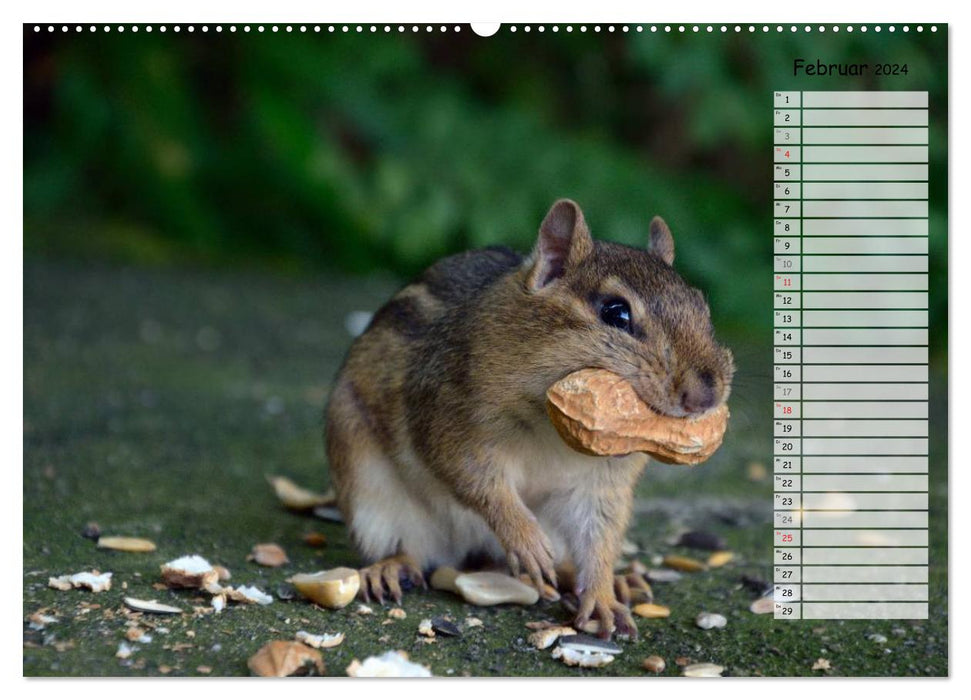 Streifenhörnchen - neugierige Nager (CALVENDO Wandkalender 2024)