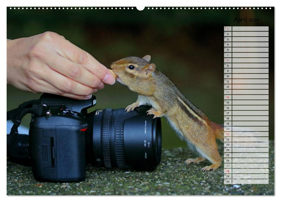 Chipmunks - curious rodents (CALVENDO wall calendar 2024) 