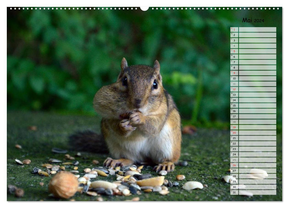 Chipmunks - curious rodents (CALVENDO wall calendar 2024) 