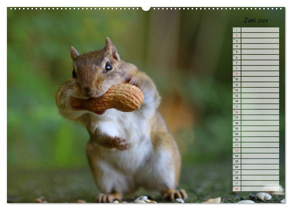 Chipmunks - curious rodents (CALVENDO wall calendar 2024) 