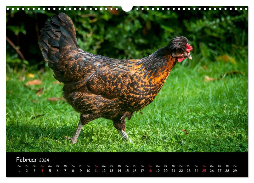 Garden chickens (CALVENDO wall calendar 2024) 