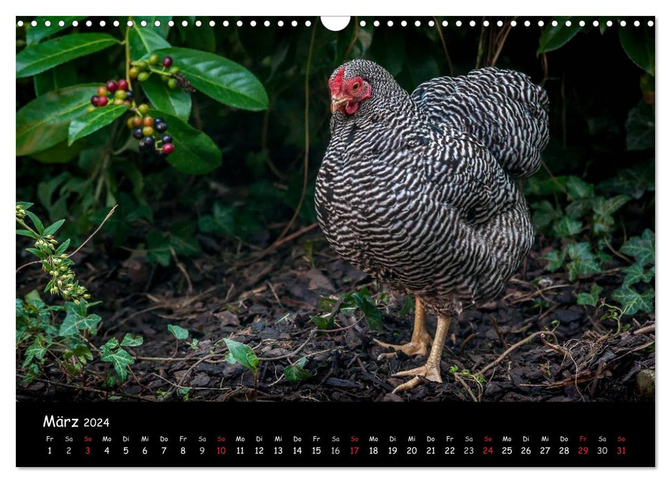 Garden chickens (CALVENDO wall calendar 2024) 