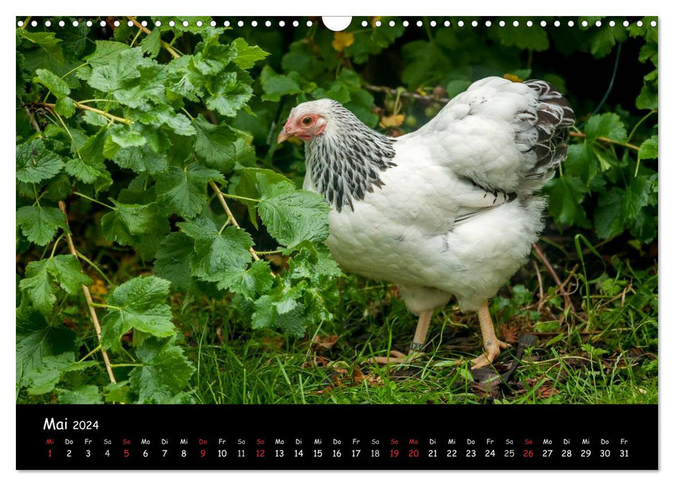Garden chickens (CALVENDO wall calendar 2024) 