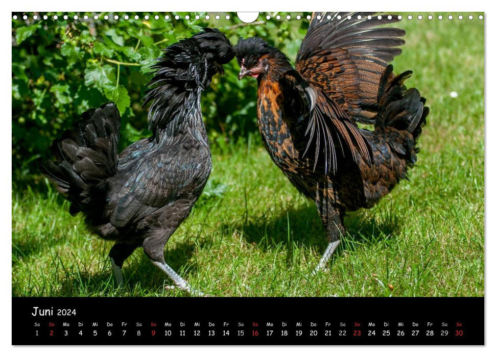 Garden chickens (CALVENDO wall calendar 2024) 