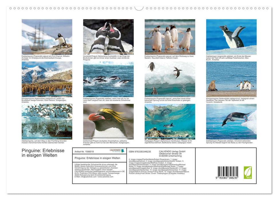 Penguins: Experiences in icy worlds (CALVENDO Premium Wall Calendar 2024) 