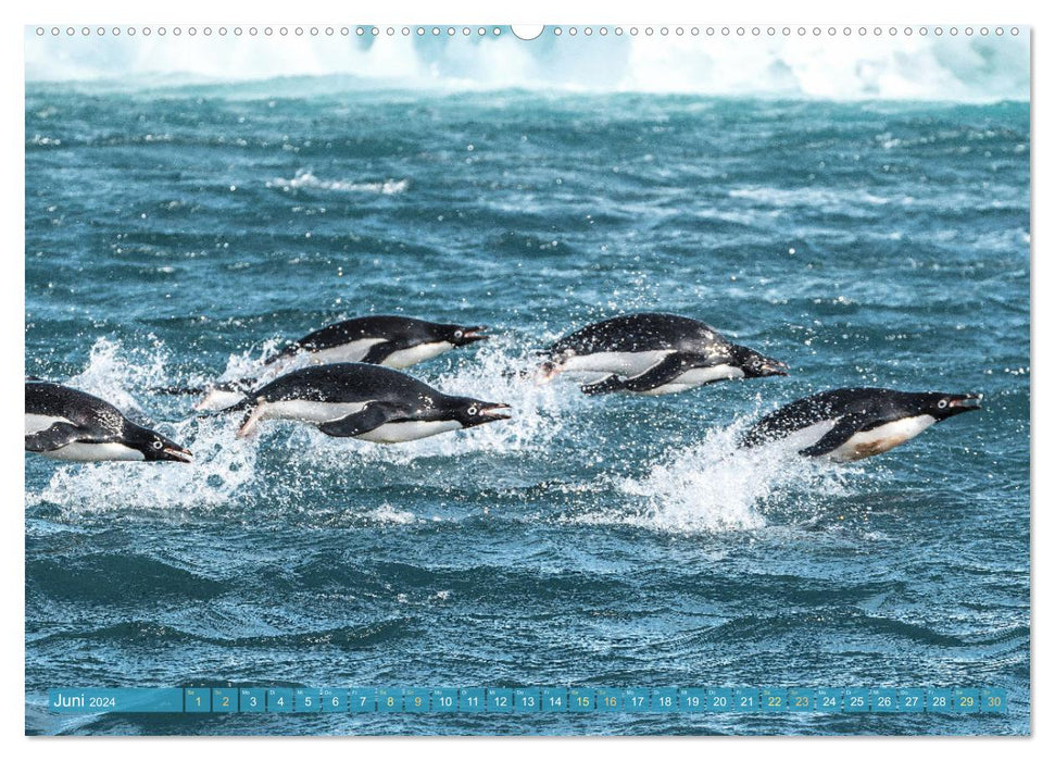 Penguins: Experiences in icy worlds (CALVENDO Premium Wall Calendar 2024) 