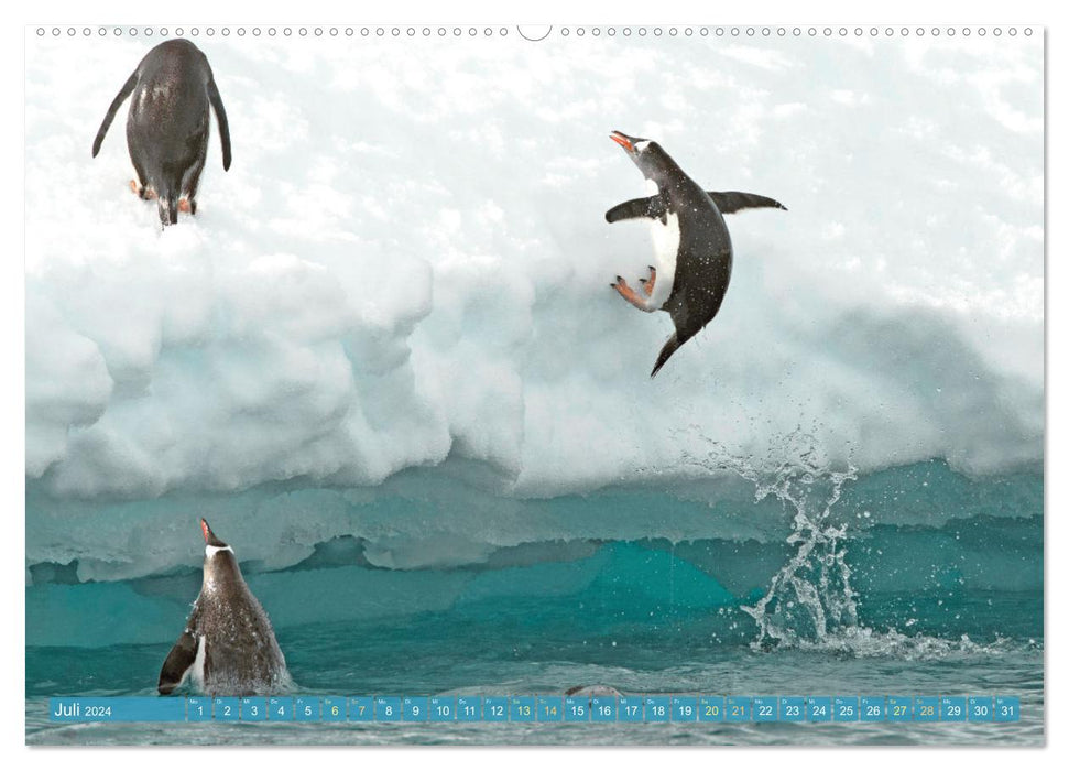 Pinguine: Erlebnisse in eisigen Welten (CALVENDO Premium Wandkalender 2024)