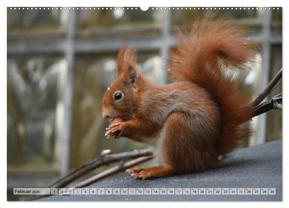 Eichhörnchen-Spaß (CALVENDO Premium Wandkalender 2024)