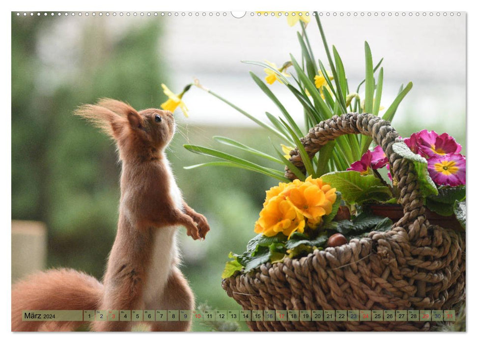 Squirrel Fun (CALVENDO Premium Wall Calendar 2024) 