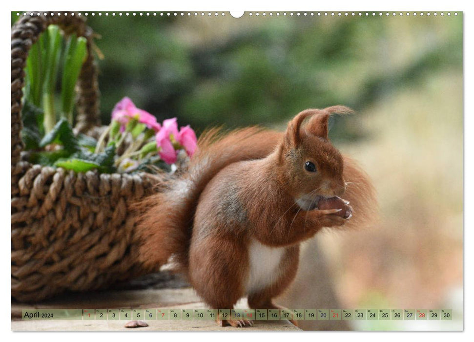 Eichhörnchen-Spaß (CALVENDO Premium Wandkalender 2024)