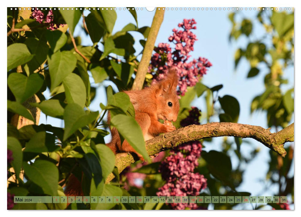 Squirrel Fun (CALVENDO Premium Wall Calendar 2024) 