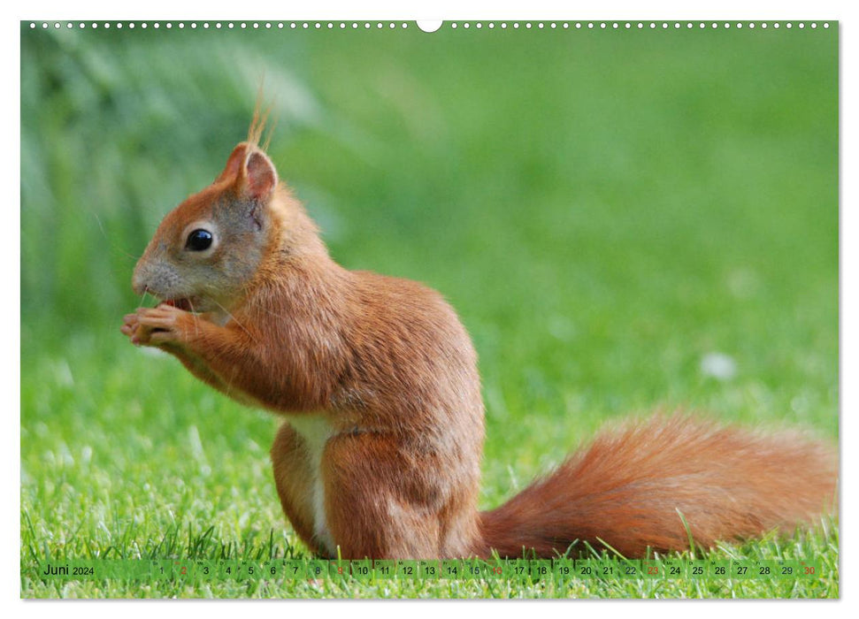 Eichhörnchen-Spaß (CALVENDO Premium Wandkalender 2024)