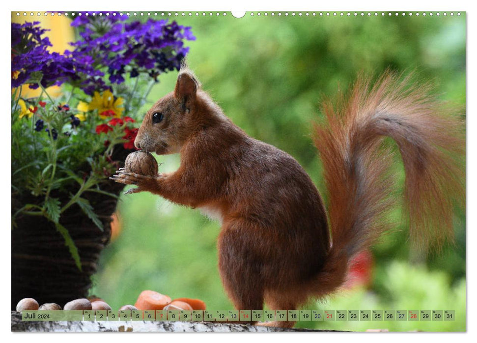 Squirrel Fun (Calendrier mural CALVENDO Premium 2024) 