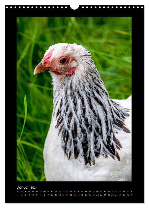 Poulets - personnages forts (Calendrier mural CALVENDO 2024) 