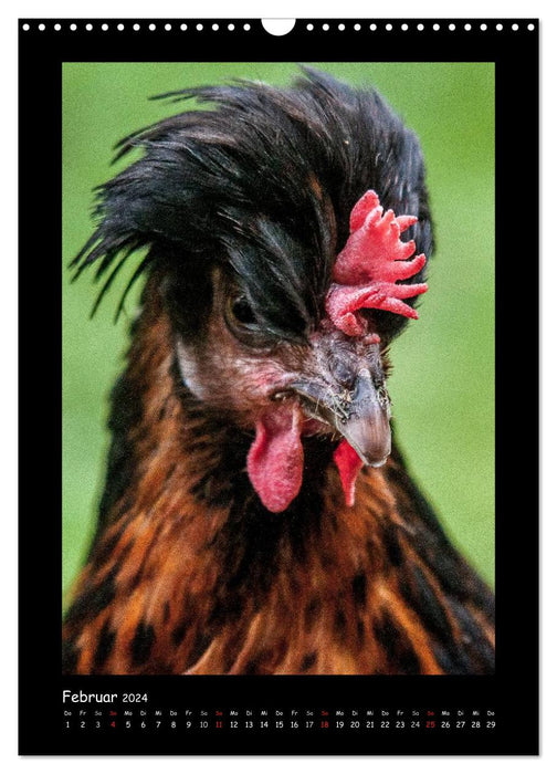 Chickens - strong characters (CALVENDO wall calendar 2024) 