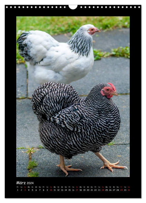 Poulets - personnages forts (Calendrier mural CALVENDO 2024) 