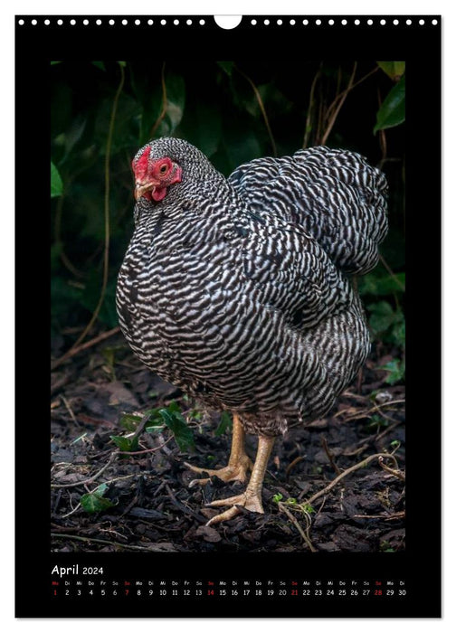 Poulets - personnages forts (Calendrier mural CALVENDO 2024) 