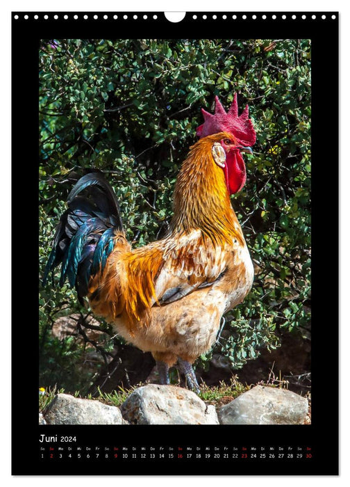 Chickens - strong characters (CALVENDO wall calendar 2024) 