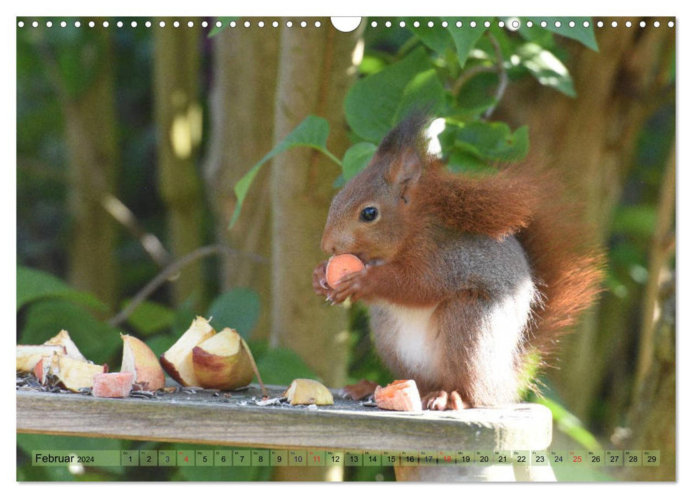 New fun with squirrel children (CALVENDO wall calendar 2024) 