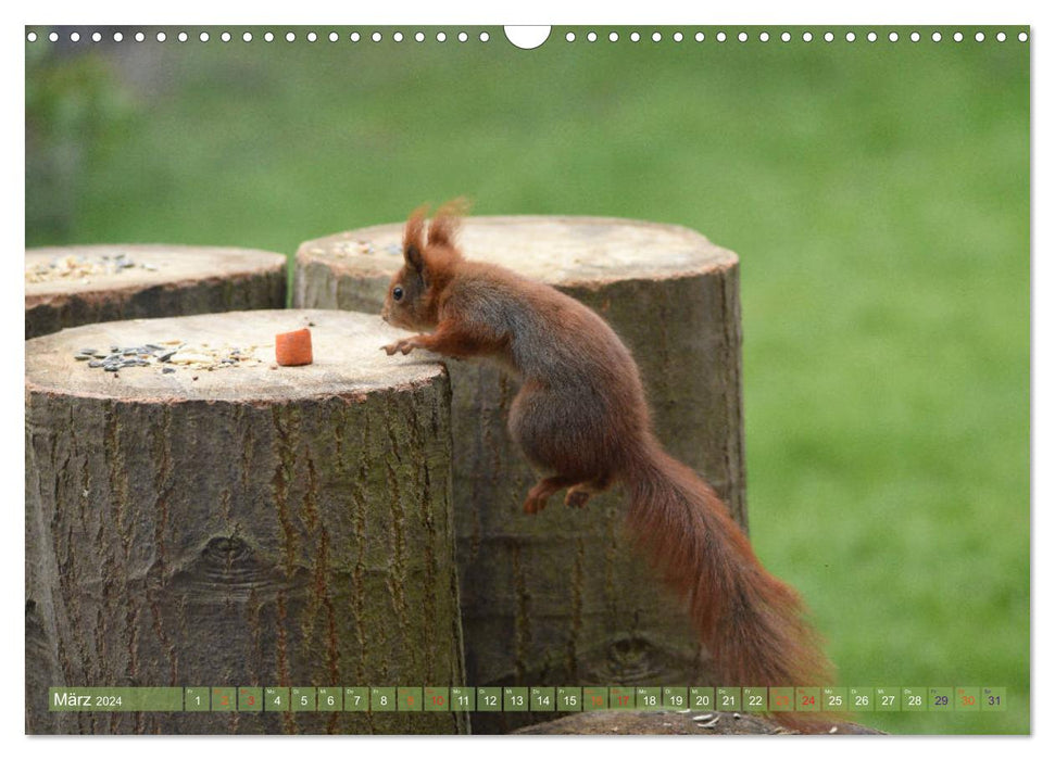 Neuer Spaß mit Eichhörnchen-Kindern (CALVENDO Wandkalender 2024)