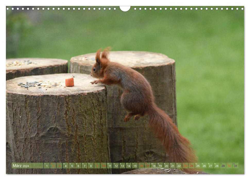 New fun with squirrel children (CALVENDO wall calendar 2024) 