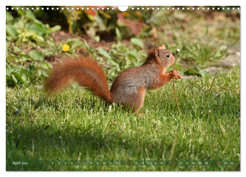 Neuer Spaß mit Eichhörnchen-Kindern (CALVENDO Wandkalender 2024)