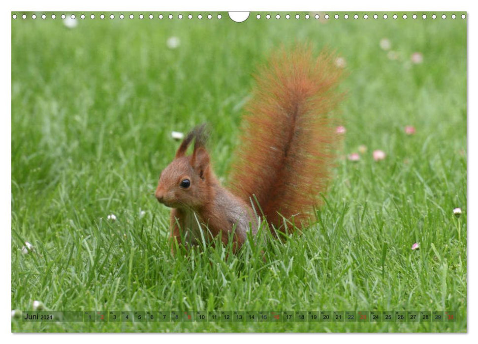 Neuer Spaß mit Eichhörnchen-Kindern (CALVENDO Wandkalender 2024)