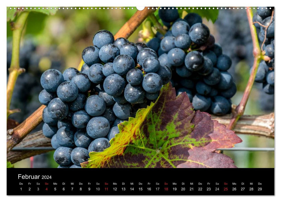 Sommerach - Perle de la boucle principale (Calvendo Premium Wall Calendar 2024) 