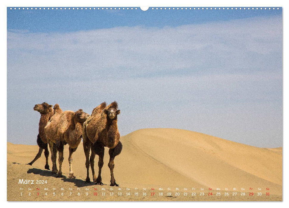 Unterwegs in der Taklamakan Wüste (CALVENDO Premium Wandkalender 2024)