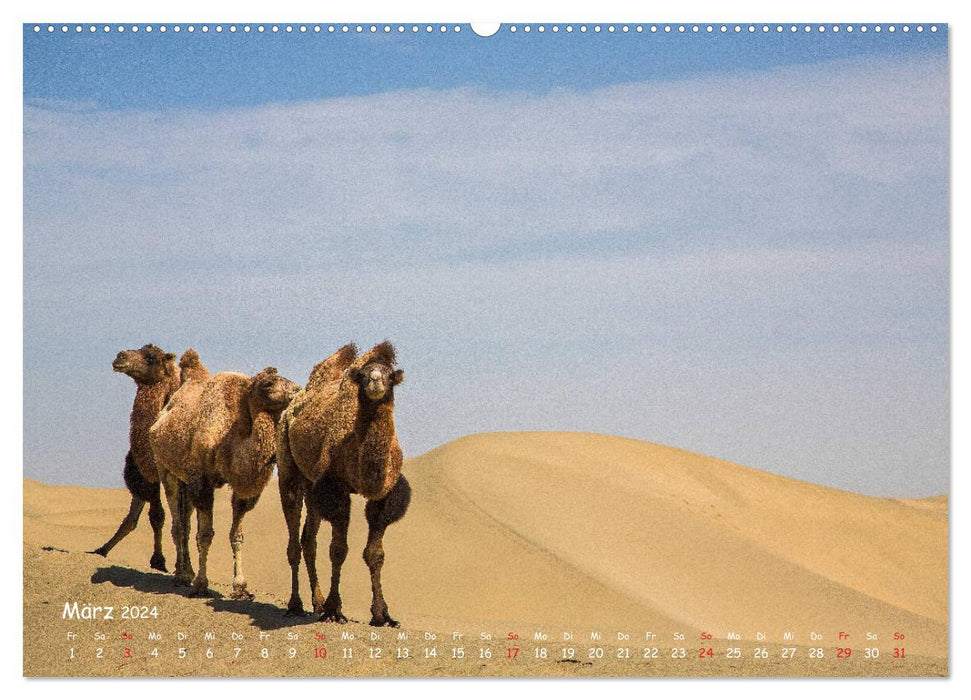 On the road in the Taklamakan Desert (CALVENDO Premium Wall Calendar 2024) 