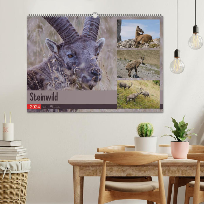 Steinwild am Pilatus (CALVENDO wall calendar 2024) 