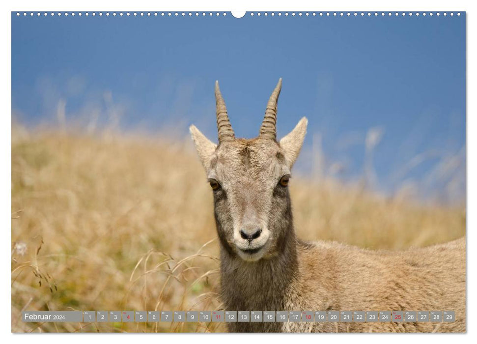 Steinwild am Pilatus (CALVENDO Wandkalender 2024)