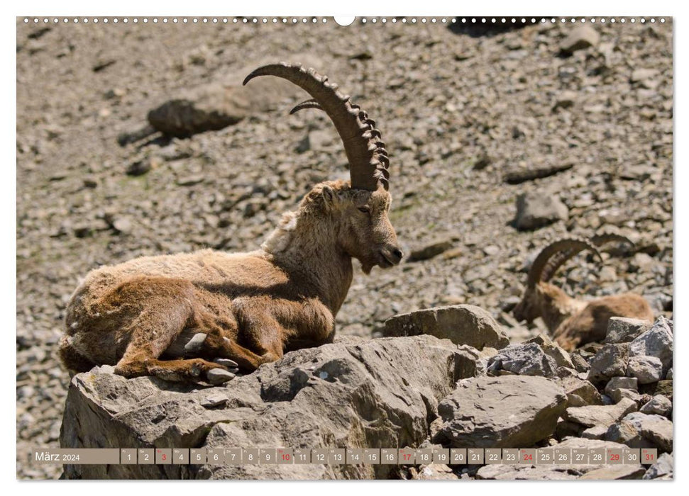 Steinwild am Pilatus (CALVENDO Wandkalender 2024)