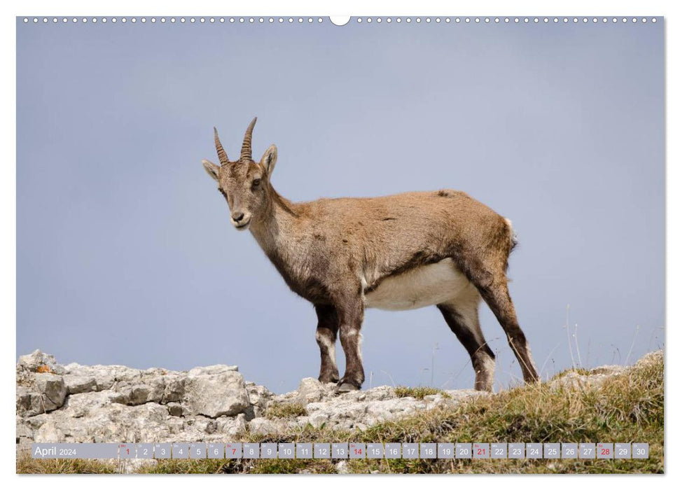 Steinwild am Pilatus (CALVENDO Wandkalender 2024)