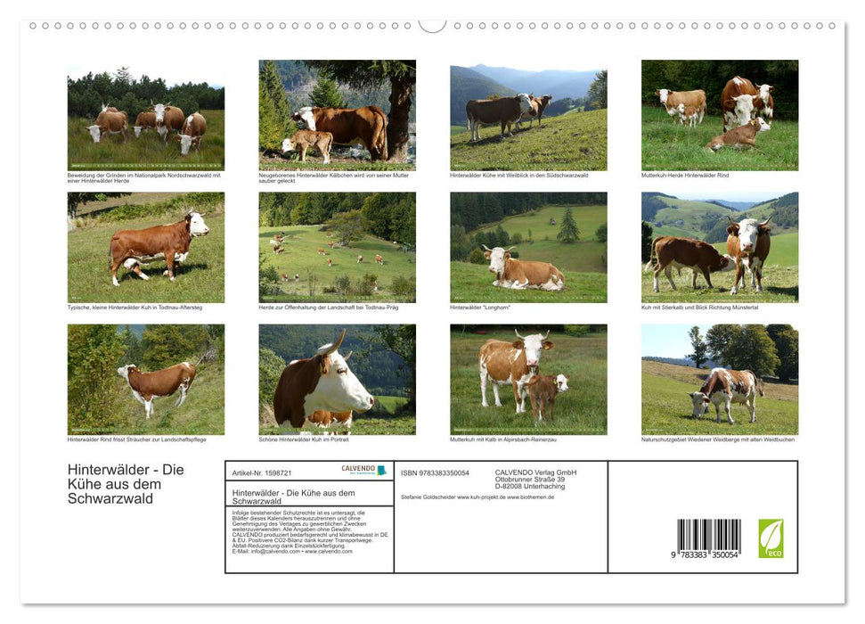 Backwoods - The cows from the Black Forest (CALVENDO Premium Wall Calendar 2024) 