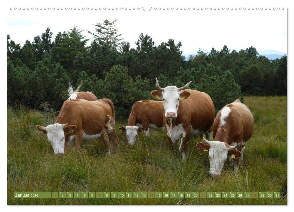 Hinterwälder - Die Kühe aus dem Schwarzwald (CALVENDO Premium Wandkalender 2024)