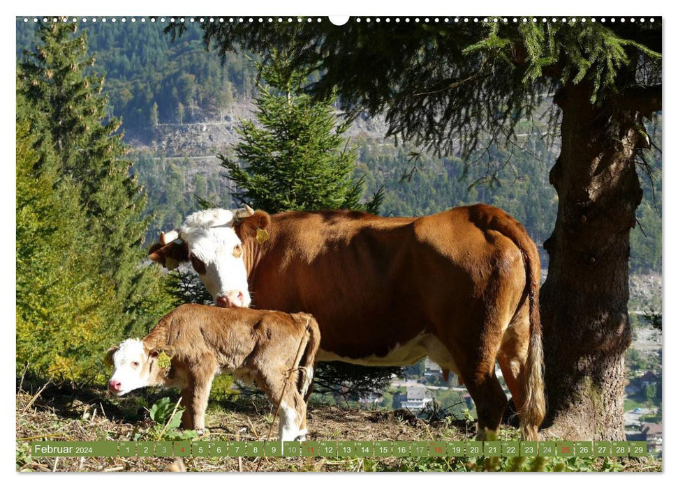 Backwoods - The cows from the Black Forest (CALVENDO Premium Wall Calendar 2024) 