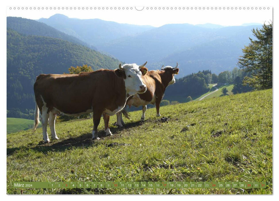 Backwoods - The cows from the Black Forest (CALVENDO Premium Wall Calendar 2024) 