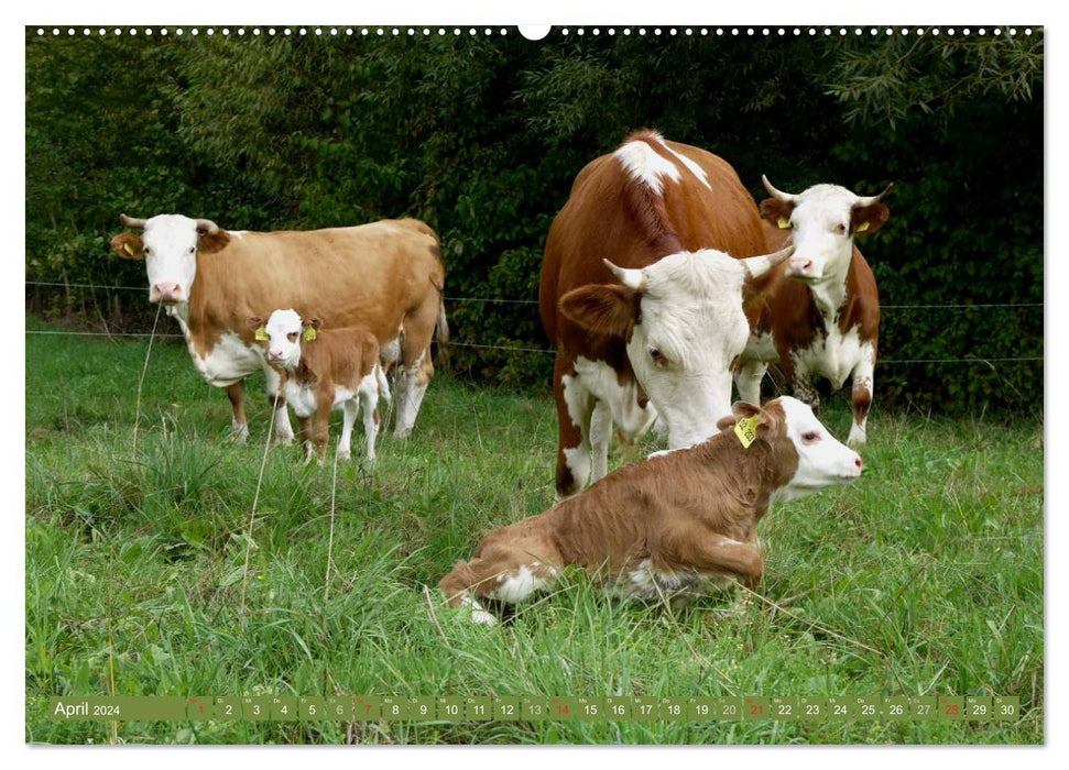 Backwoods - The cows from the Black Forest (CALVENDO Premium Wall Calendar 2024) 