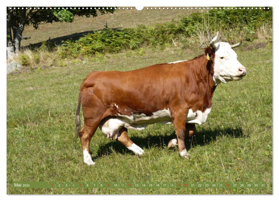 Hinterwälder - Die Kühe aus dem Schwarzwald (CALVENDO Premium Wandkalender 2024)